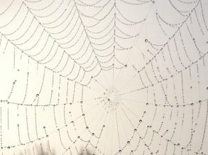 spiderweb